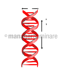 Zeichnung Doppelhelix